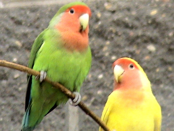 Vnimanie Samye Nizkie Ceny Na Popugaev Grodnenskij Zoopark